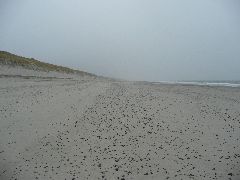 Links 