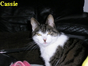 Cassie Cassie